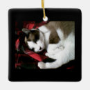 Suche nach snowshoe Miezekatze