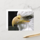 Suche nach raubvogel postkarten Adler