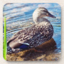Recherche de ondulations photographie Oiseau