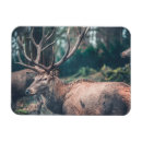 Recherche de collier magnets Nature