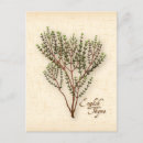 Recherche de thym cartes postales Herbe