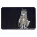 Recherche de chouettes magnets Oiseau de proie