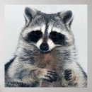 Suche nach raccoons poster Bezaubernd