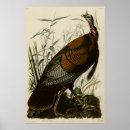 Suche nach wild bird poster Wildtruhe