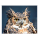 Recherche de hiboux c art Grand hibou à cornes