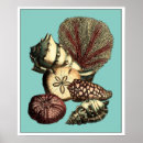 Recherche de dollar sable posters Algues