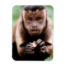 Recherche de monkey le magnets Animal