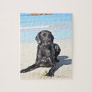 Recherche de labrador noir puzzles Dog
