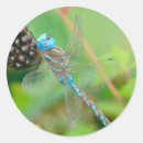 Recherche de insecte coloré autocollants Bleu
