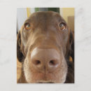 Suche nach schokoladen labrador postkarten Nase