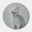 Recherche de minou mignon magnets Bleu