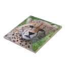 Suche nach albern fliesen Katze