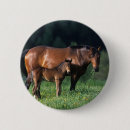 Suche nach stute und fohlen buttons Thoroughbred