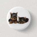 Recherche de yorkshire badges Mère de chien