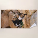 Recherche de chat curieux Drôle