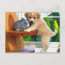 Recherche de furry cartes postales Animaux