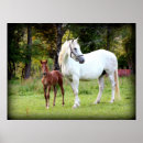 Suche nach pony poster Pferd