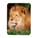 Suche nach männlicher löwe magnete Tag