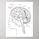 Recherche de cerveau art Anatomie