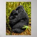 Suche nach baby gorilla poster Wild lebende tiere
