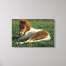 Suche nach fohlen poster leinwandbilder Daunen