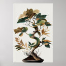 Recherche de sabi Plante