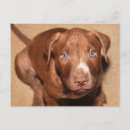 Suche nach trauriges gesicht postkarten Welpe