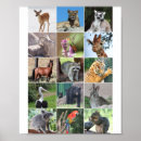 Suche nach wildnis poster Bär