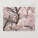 Suche nach cherry blossom postkarten Sakura