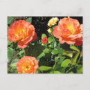 Recherche de rosier cartes postales Jardin