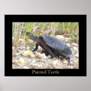 Suche nach schildkröten poster Fotografie