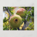 Suche nach granatapfel postkarten Obst