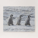 Suche nach baby pinguin puzzle Kaiserpinguin