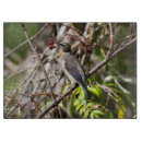 Recherche de vent photographie Photographie de la nature