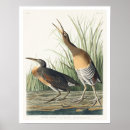 Recherche de marais posters Oiseaux