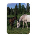 Recherche de poulain magnets Équestre