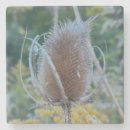 Recherche de chardon dessous de verres Nature