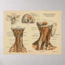 Suche nach chiropraktor poster Rücken
