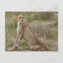 Suche nach acinonyx jubatus postkarten Natur