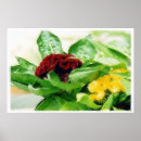 Recherche de velours photographie Photographie de la nature