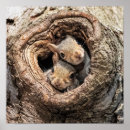 Suche nach zwei tiere poster Wald