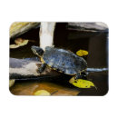 Suche nach amphibien magnete Wasser