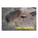 Suche nach lustige capybaras geschenke Süß