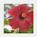 Suche nach oahu magnete Natur