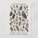 Recherche de rapace cartes postales Oiseau