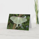 Suche nach motten karten Luna motte