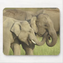 Suche nach indischer elefant mousepads Elephas maximus