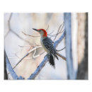 Suche nach specht kunst Rot