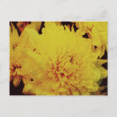 Recherche de fleur chrysanthème cartes postales Beau