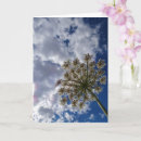 Suche nach königin anne postkarten Himmel